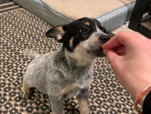 blue heeler puppy sitting and being fed a treat