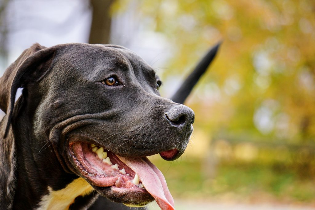 Black mixed breed dog standing outside with mouth open, tongue out.